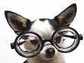 proverbe chien 